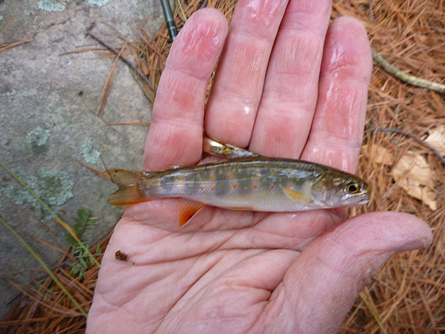 P1000682001.jpg - Stream bred Trout 2
