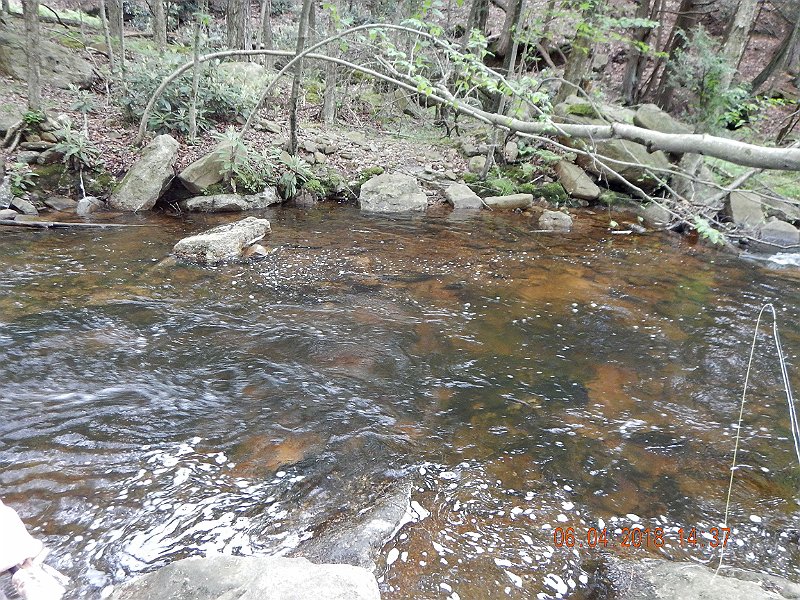 -HIckory-008-.jpg - The fish have tons of places to hide.
