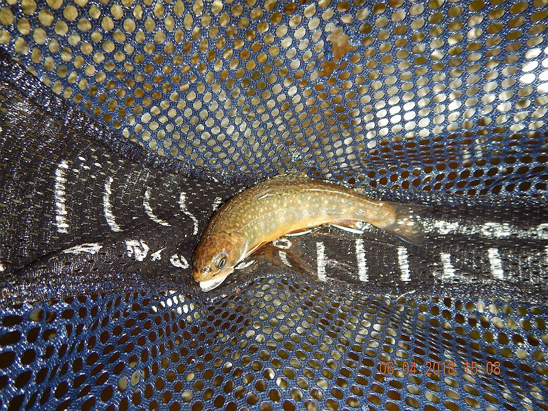-HIckory-016-.jpg - Another fish to the net.
