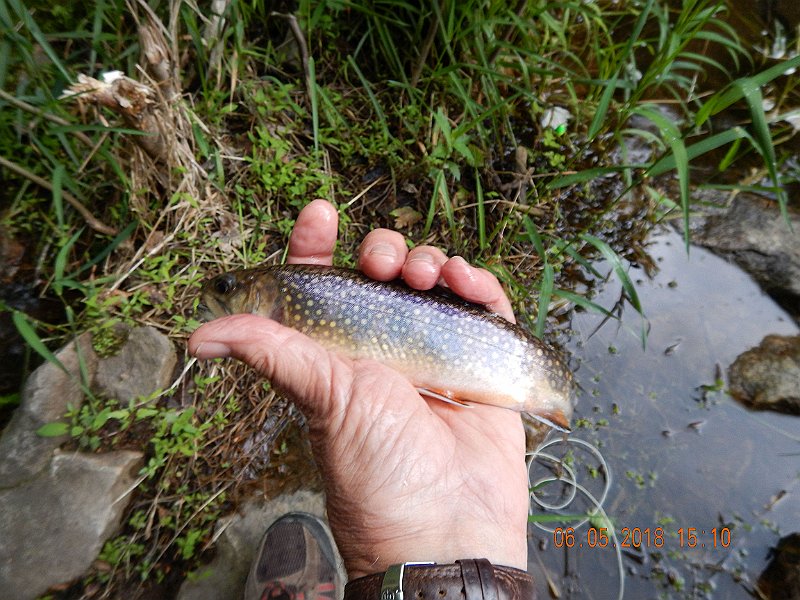 -HIckory-020-.jpg - This is the start of Sand Spring Run.  This is a stocked stream but there is a population of wild brookies.  This wasn't one of the wild ones.