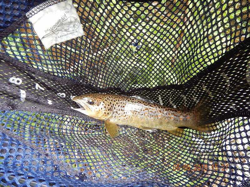 -HIckory-026-.jpg - A brown, how about that!