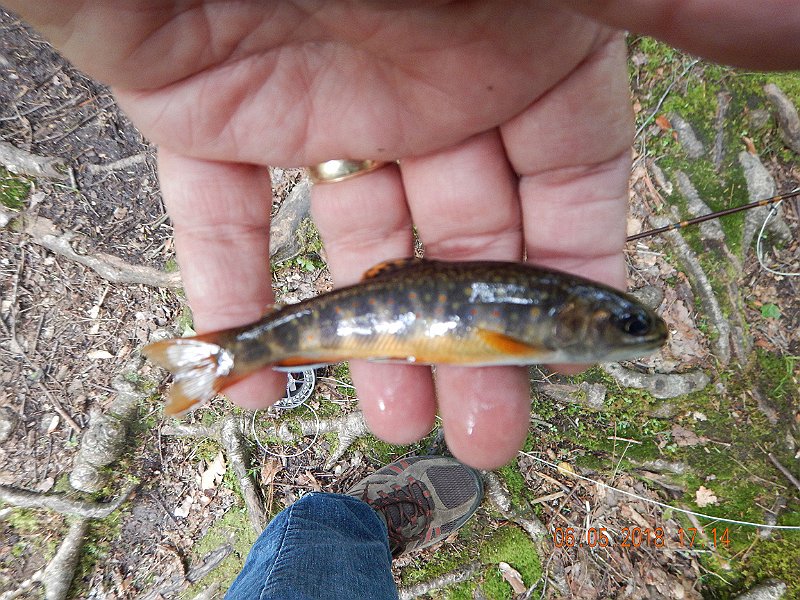 -HIckory-035-.jpg - Hey, another little wild brookie.  Seems they were concentrated in one location.