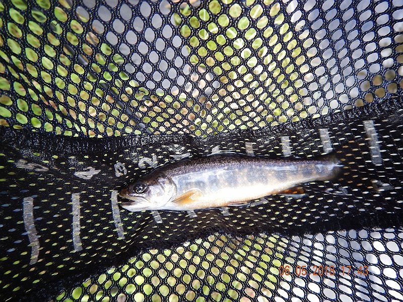 -HIckory-039-.jpg - I can tell by the net this is a fish Gary netted.  Who caught it is anyones guess.