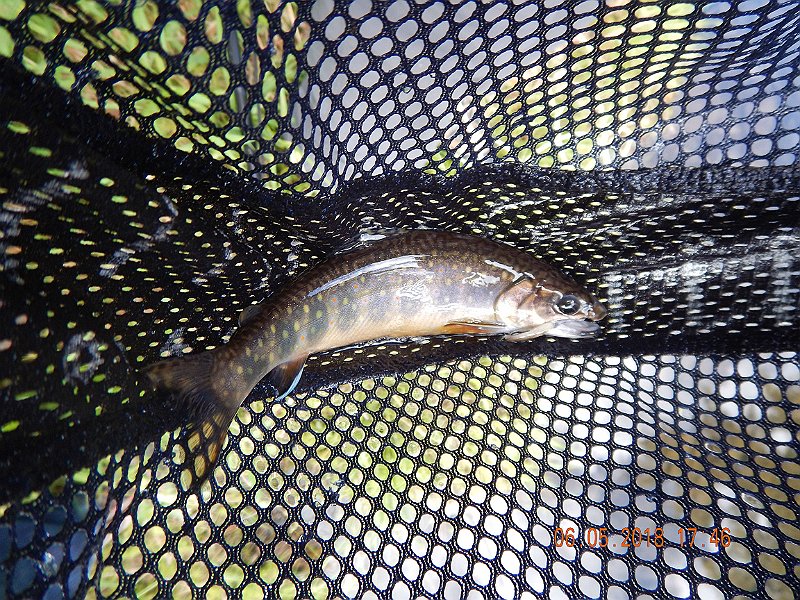 -HIckory-041-.jpg - Still on Sand Spring but at the dam.  They stocked it pretty heavily at this location.  It's a popular place for visitors and it's easy to get to.