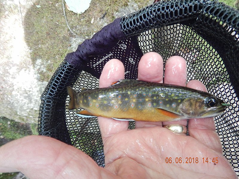 -HIckory-053-.jpg - And, I got some pretty large wild brookies.