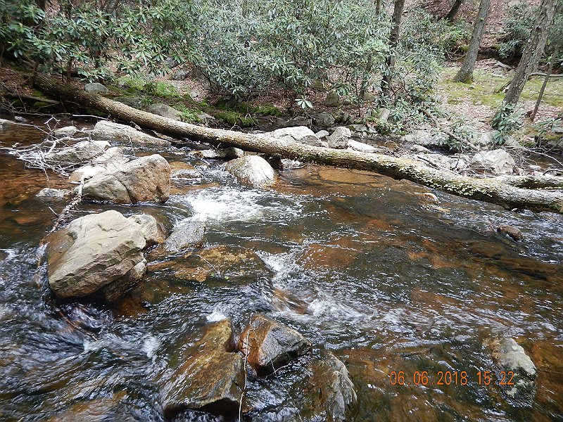 -HIckory-060-.jpg - He was living in this run just above the overhanging log.