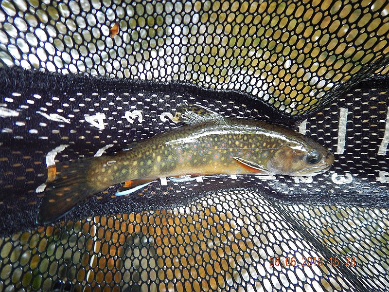 -HIckory-062-.jpg - Like this one....another 8 incher.