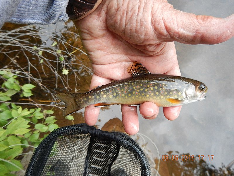 -HIckory-071-.jpg - Now, at the end of the day I fished a pool where I saw a rise.  Boom! another brookie!