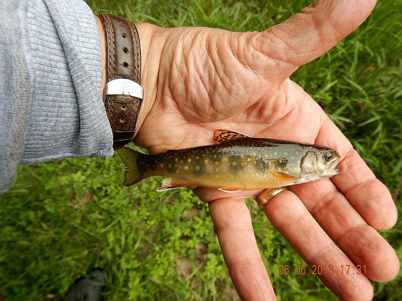 -HIckory-074-.jpg - My last fish of the trip.  No, the fish didn't stop biting but leaving early is the price I pay for bringing non-fishing company along.