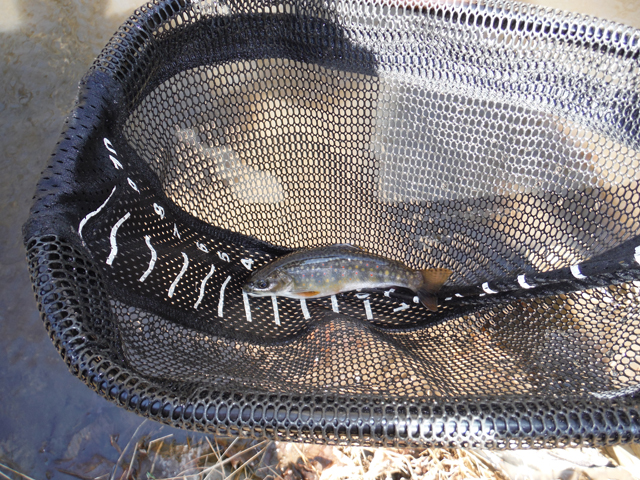 DSCF9189.jpg - Like the majority of our wild trout, they are small but extremely beautiful and a hoot to catch.