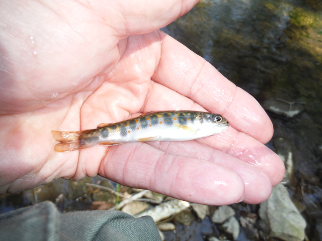 DSCF9196.jpg - This might have been the smallest of the day.  I believe Ed got this one.