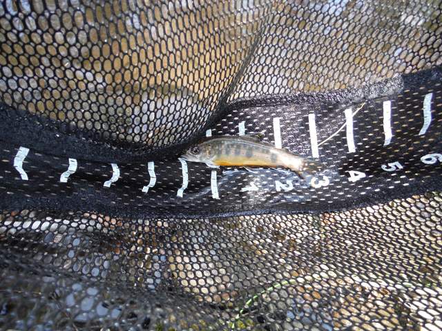 DSCF9198.jpg - Yep, a 4 incher.  That's about the average size of the fish we were getting.