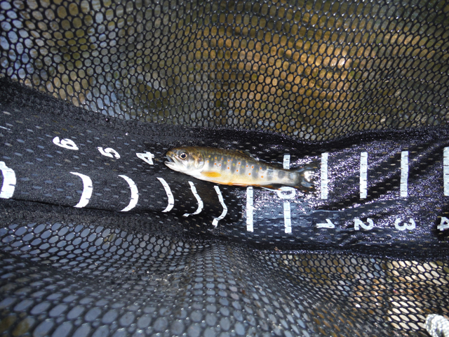 DSCF9201.jpg - This is the proof, a little 5 incher.