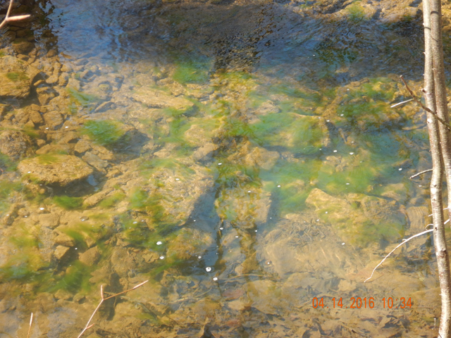 DSCN1053.jpg -                                Horse Valley was a real disappointment.  Slime algae seems to indicate conditions inhospitable to wild brook trout.