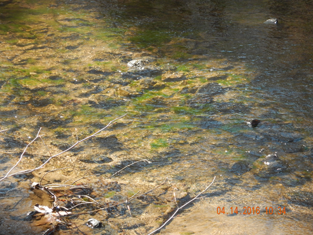 DSCN1057.jpg -                                I'd guess from the amount of slime algae that there is substantial agriculture runoff up stream.  Shame, this is beautiful country.
