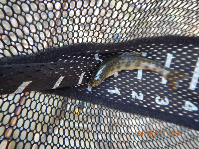 DSCN1058.jpg -                                Some days you cant beg a fish but today was not one of those days.  Fish were abundant.