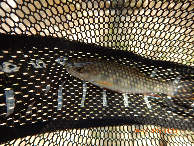 DSCN1083.jpg -                                We didn't take pics of all the fish.  There were just too many. Add to that the misses and it made for a fine day on the stream.