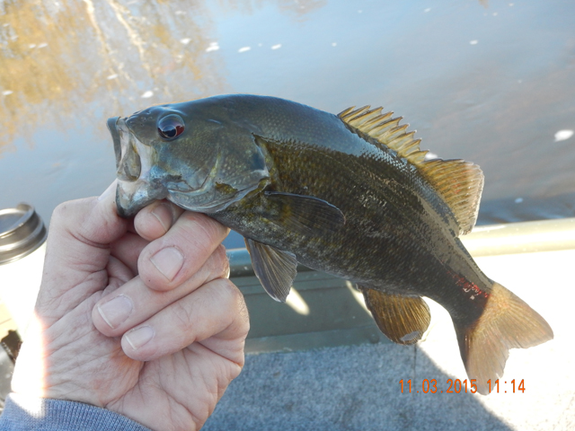 DSCN0787.jpg -                                Same fish, different lighting.