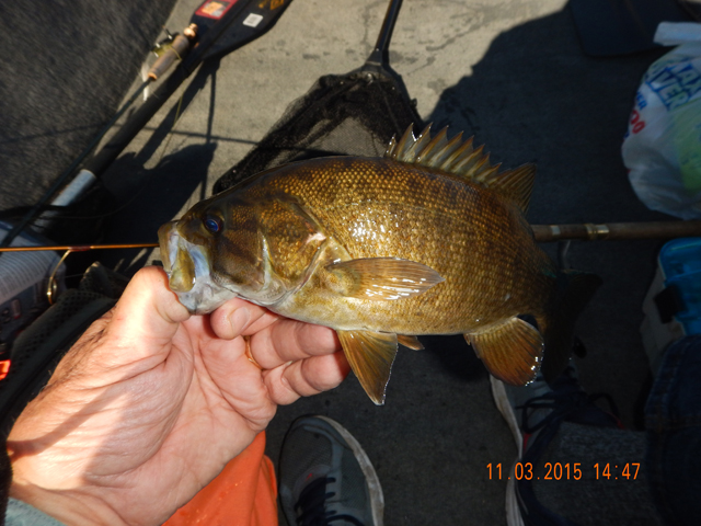 DSCN0795.jpg -                                Then I got this one.  Nice fish.