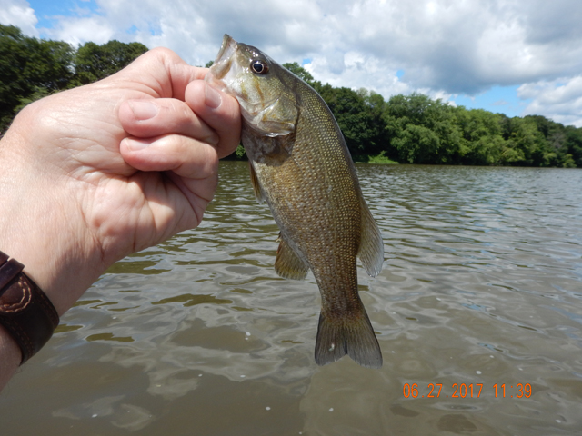 DSCN2157.jpg -                    Fish in the river look really healthy!            