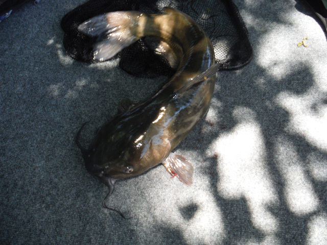 DSCF9665.jpg - It finally came to the boat.  A nice catfish.