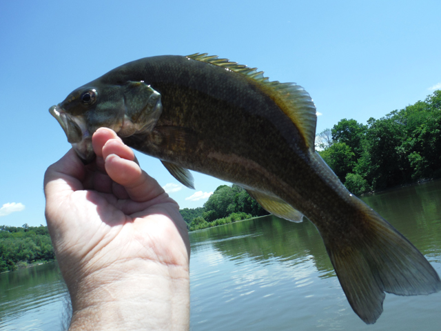 DSCF9667.jpg - Here is another one.  The water was down to about 3500 cfs and still stained.  Not ideal but it appeared that the fish didn't mind.