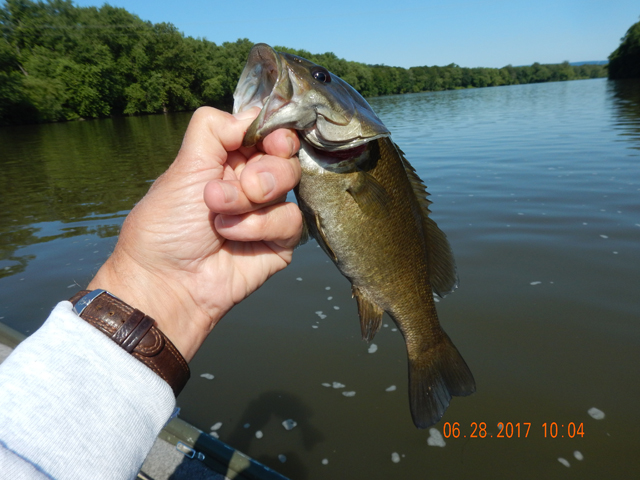 DSCN2171.jpg -                   They are all fun to catch.             