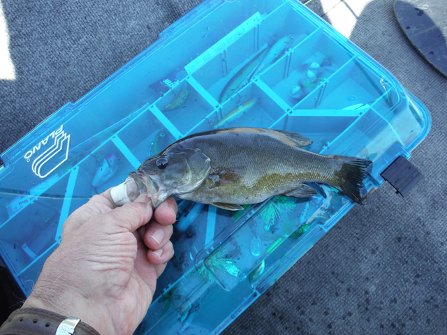 DSCF9415.jpg - They fought like fish two or three times their size.  All were healthy.  No leasions or growths.