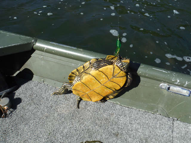 DSCF9417.jpg - Then I got this guy.  Not sure what he thought the spinner was but I guess he liked it...for a moment.