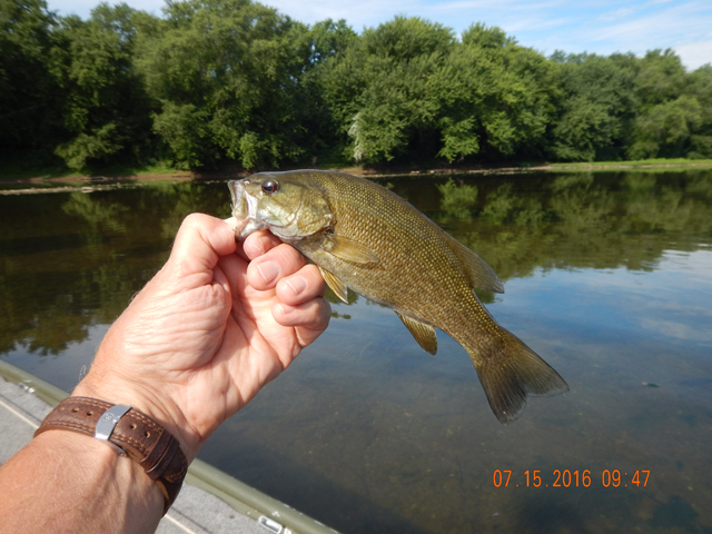 DSCN1516.jpg - But, we still are catching.  Thought the fish might turn off towards late morning but nope.  They were biting all day.                               