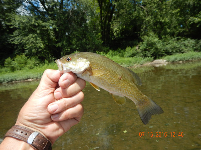 DSCN1527.jpg - Here is the only fish with an injury.                               