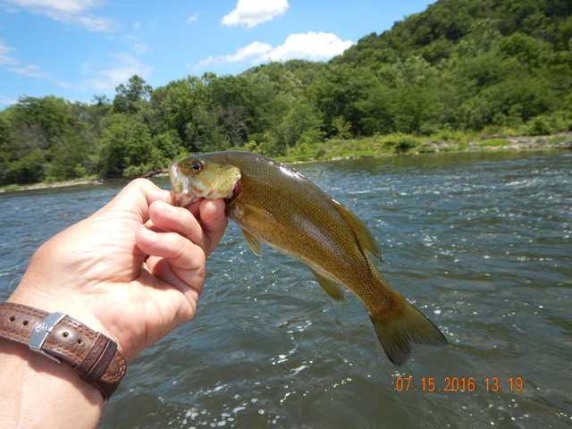 DSCN1533.jpg - Catching fish in the fast water proved more difficult.  They'd just spit the lure.                               