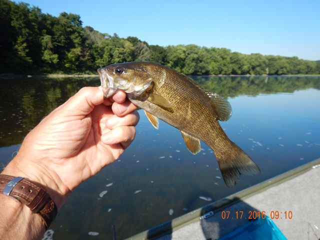 DSCN1549.jpg -                                This fellow looked like he might have been in a fight with an older fish.  Check the marks on his side.