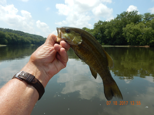 DSCN2207.jpg -                                Consistency, thats what I was working for.  Think I made it.  Another fish about the same size.