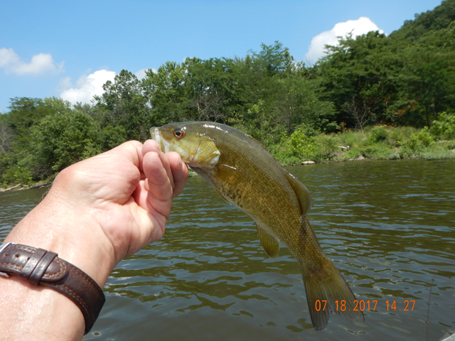 DSCN2209.jpg -                                We didn't take pics of all the fish but when they'd hold still long enough....why not.