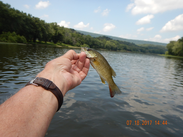 DSCN2215.jpg -                                Little blood on this guy.  Think the hook hit a gill.  He did swim away though....hope he made it.