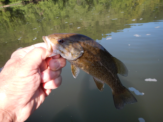 DSCN0341.jpg -                                The bass got a little bigger as we went on.