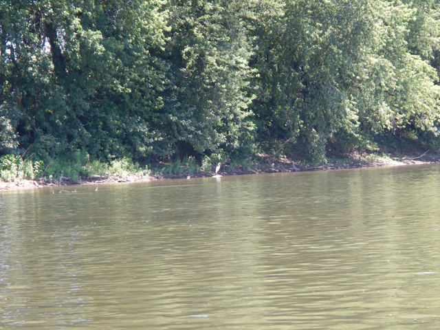 DSCN0361.jpg -                                Egrets were positioned on the bank watching for the next meal.