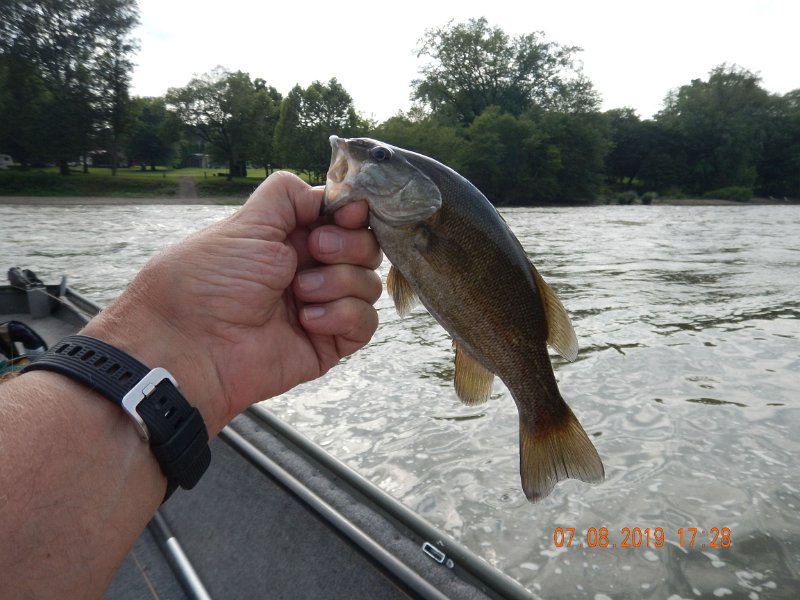 $Juniata1005$.jpg - But, we had a few fish on but this was the only one we actually got to the boat.
