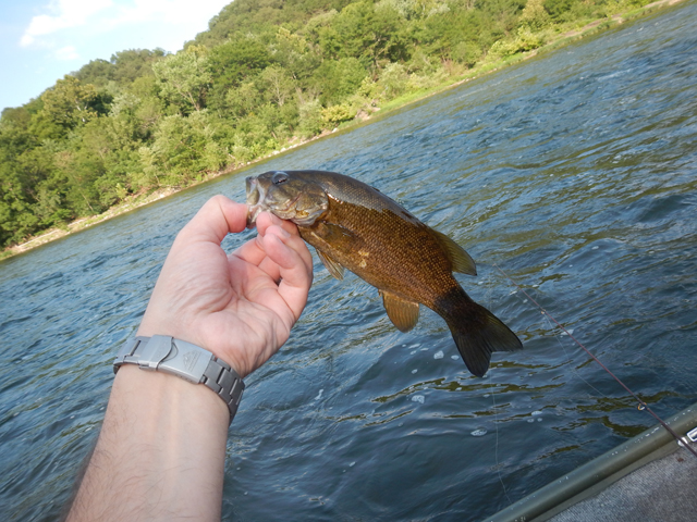 DSCN0411.jpg -                                Got this one out of faster water.
