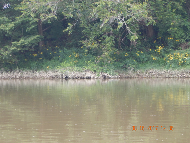 DSCN2320.jpg -                                Another pic of the water levels.