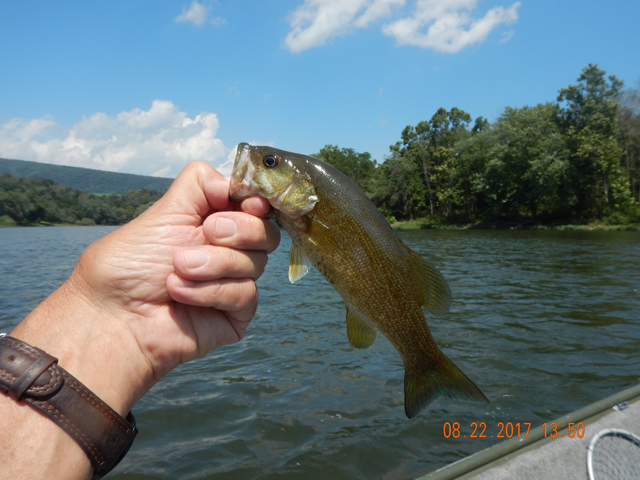 DSCN2367.jpg -                                Another healthy smally.