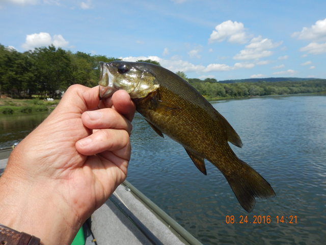 DSCN1654.jpg -              Some of the smallmouth were really dark colored while others were lighter.                  