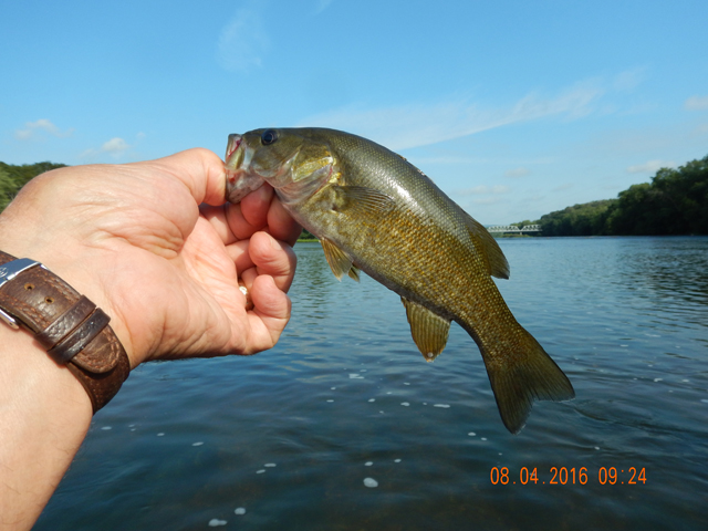 DSCN1576.jpg -                                This was the size of most of the fish.