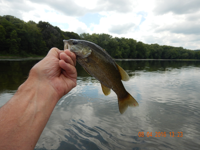 DSCN1590.jpg -                    Today, the big ones got away.  Had two really nice ones on but both threw the hook.            