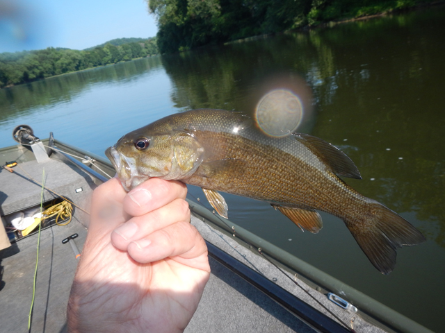 DSCN0377.jpg -                I hit the first one with a Clouser minnow but flies were not the most productive.                