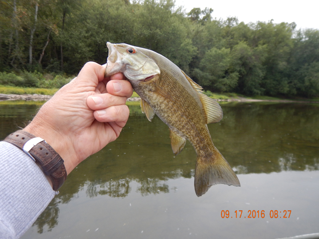 DSCN1675.jpg -             Then I started catching a few and as the day went on, we got some nice ones.                   