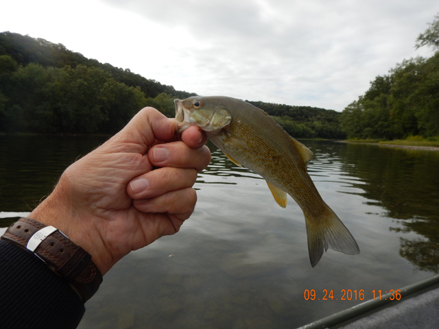 DSCN1721.jpg -                                Like I noted, all were small.  We saw some really large bass in the water though.