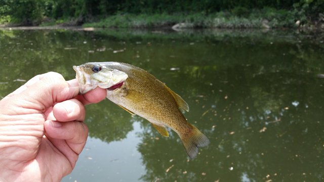 20170721_115316.jpg - While it is nice to catch big fish, the little guys give hope for years to come.