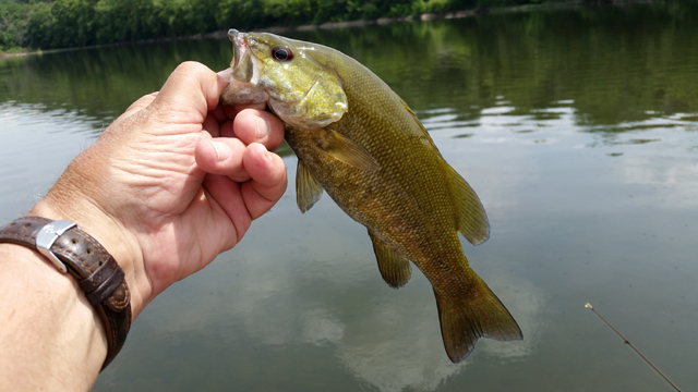 20170721_120558.jpg - This size bass kept hitting for most of the day.